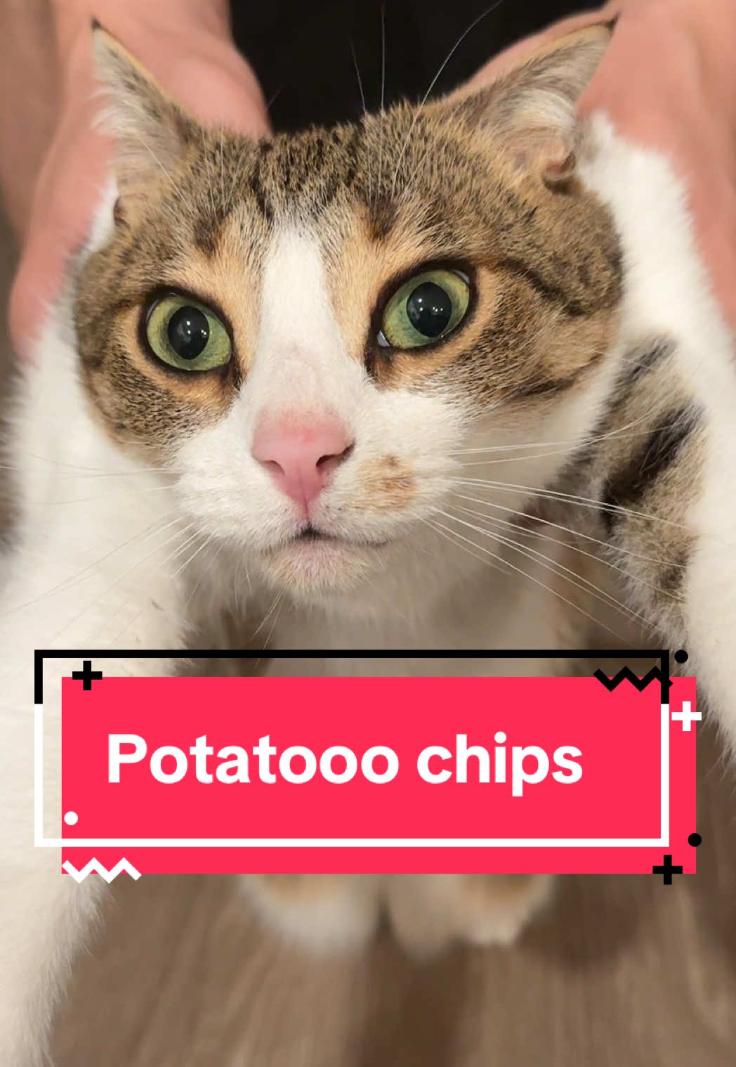Chiiiiips????? #catsoftiktok #catlovers #fypシ #viral #comedyvideo 