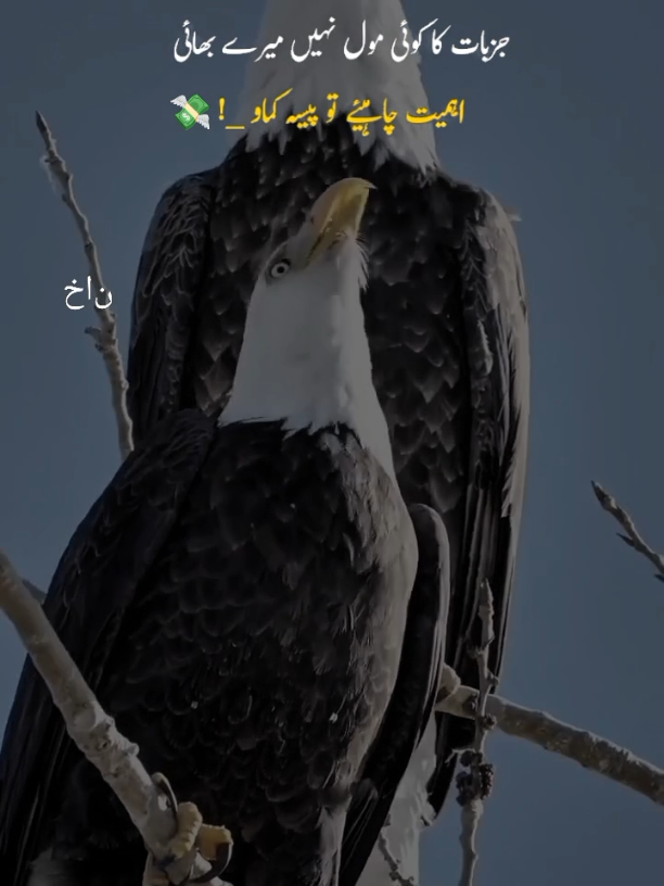 #CapCut ☝️😎🦅🦅🦅♥️💸👑EAGLE 🦅 KING👑✴️🔥🌎✅, پہچان ایسے ہی نہیں بن جاتی  ہزاروں مخالف کرنے پڑتے ہیں,🦅😎🎩#fyp #viral #CapCut #tiktoksupportme 