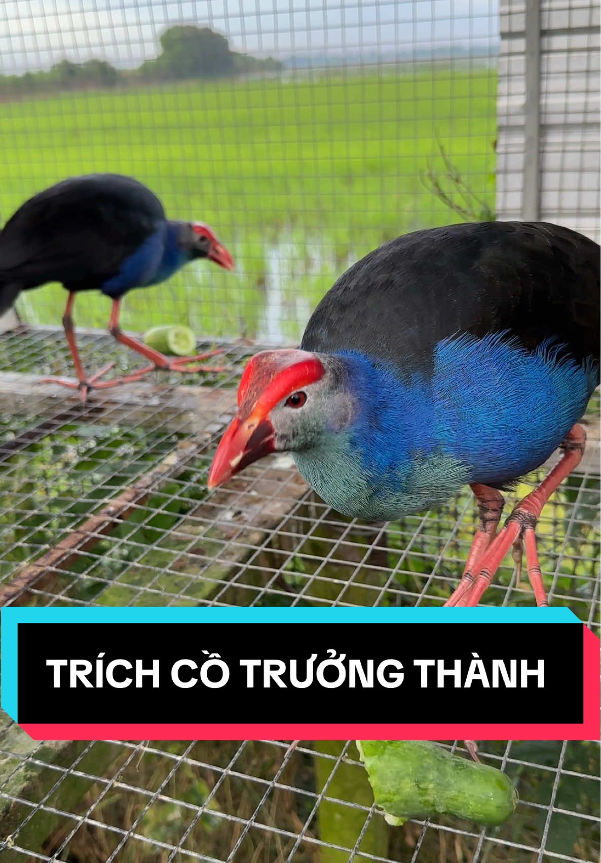 Trích cồ trưởng thành đẹp mê ly ! #chimgiongvietan #Tríchcồđồngtháp #chimtrichcodongthap #trichco