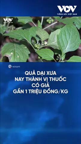 Quả dại xưa nay thành vị thuốc có giá gần 1 triệu đồng 1 kg. #baodientuvov #xuhuong #trending #kinhte #monngon