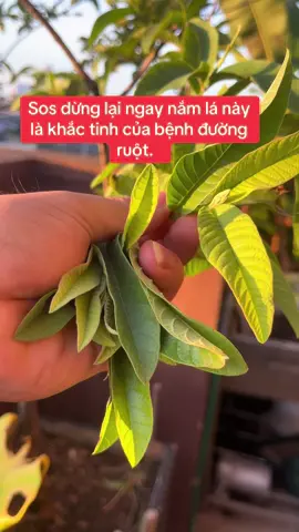 Nắm lá thứ 1. Khắc tinh của bệnh đau bụng ẻ đường ruột yếu hay đi cầu.  Chần chờ gì nữa mà hãy thử ngay đi.  Bài thuốc dân gian #kenhchuchau #viraltiktok #vuotquabenhtat 