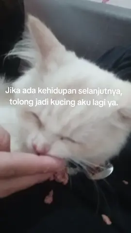 sehari sebelum dia sudah tidak ada lagi😪🖤 #cat #catlover #kucingputih #kucingsakit #kucingmanja 