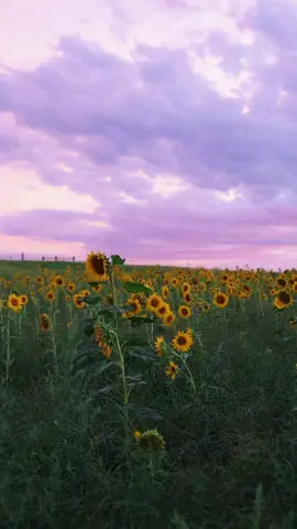 Hermiston, OR Sunflower Sessions Available! 📸  Check out Tumblewest Photography on Facebook or Instagram. #fyp #sunflower #photography #tumblewestphotography #sunflowers 