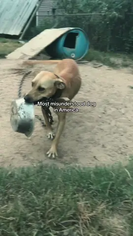 #fyp#americanpitbullterrier #masonsk9s #educational #foryou 