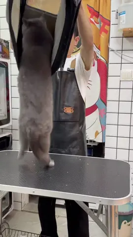 The difficult bathing process #petcat #need #cleaning #foryou 