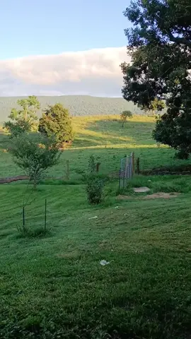 #deer #backyard #westbygod #fyp 