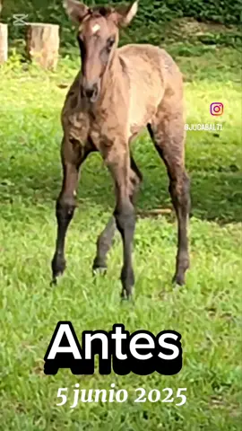 🐴 RODILLAS HACIA AFUERA O CARPUS VARUS Se acuerdan de este caso que comenzó el 5 de junio, rodillas hacia afuera o carpus varus. En la revisión del 15 de Agosto, observamos sus miembros alineados, y lo mejor, no necesito Cirugía, solo usé y irritante y trabajo en sus cascos Pronóstico: Muy bueno Para más información, consultame y sígueme. #equinos #saludanimal #criollocolombiano #lucitanos #pasocolombiano 