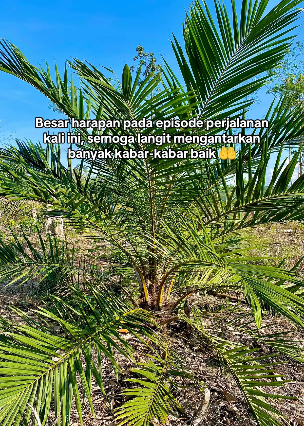 Bagian 30 | #petanisawit #sawit #sawitontiktok #petanimuda #fyp 