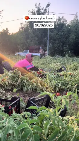 #foryou 🍅🍅🍅🍅🍅