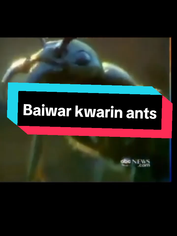 #hausawildlife#ants#termites#hausatiktok#foryoupage❤️❤️ 