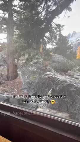 Funny bobcat #cat #bobcat #catsoftiktok #funny #funnyvideos 
