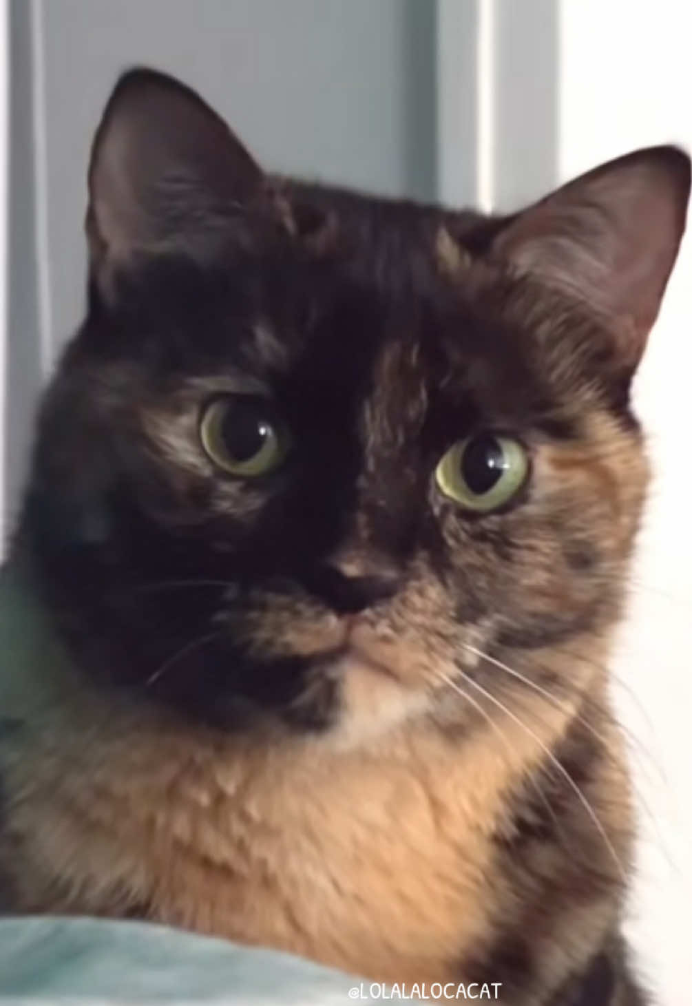 #cat #catvideos #catsoftiktok 