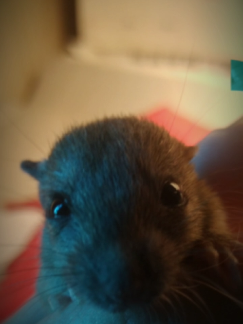🐿🧂#xhhh #fffffffffffyyyyyyyyyyypppppppppppp 
