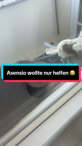 Er wollte nur helfen😂 #catsofttiktok #cat #britishshorthair #funnycats 