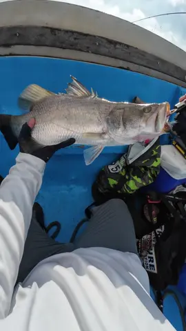 New Spot: Bulacan Airport #fishing #fishinglife #fishingtiktoks #fyp #fy #fypシ゚ #barramundi