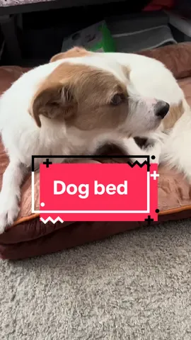 #dogbed #dogmom #dogmusthaves #petbed #pettrove 