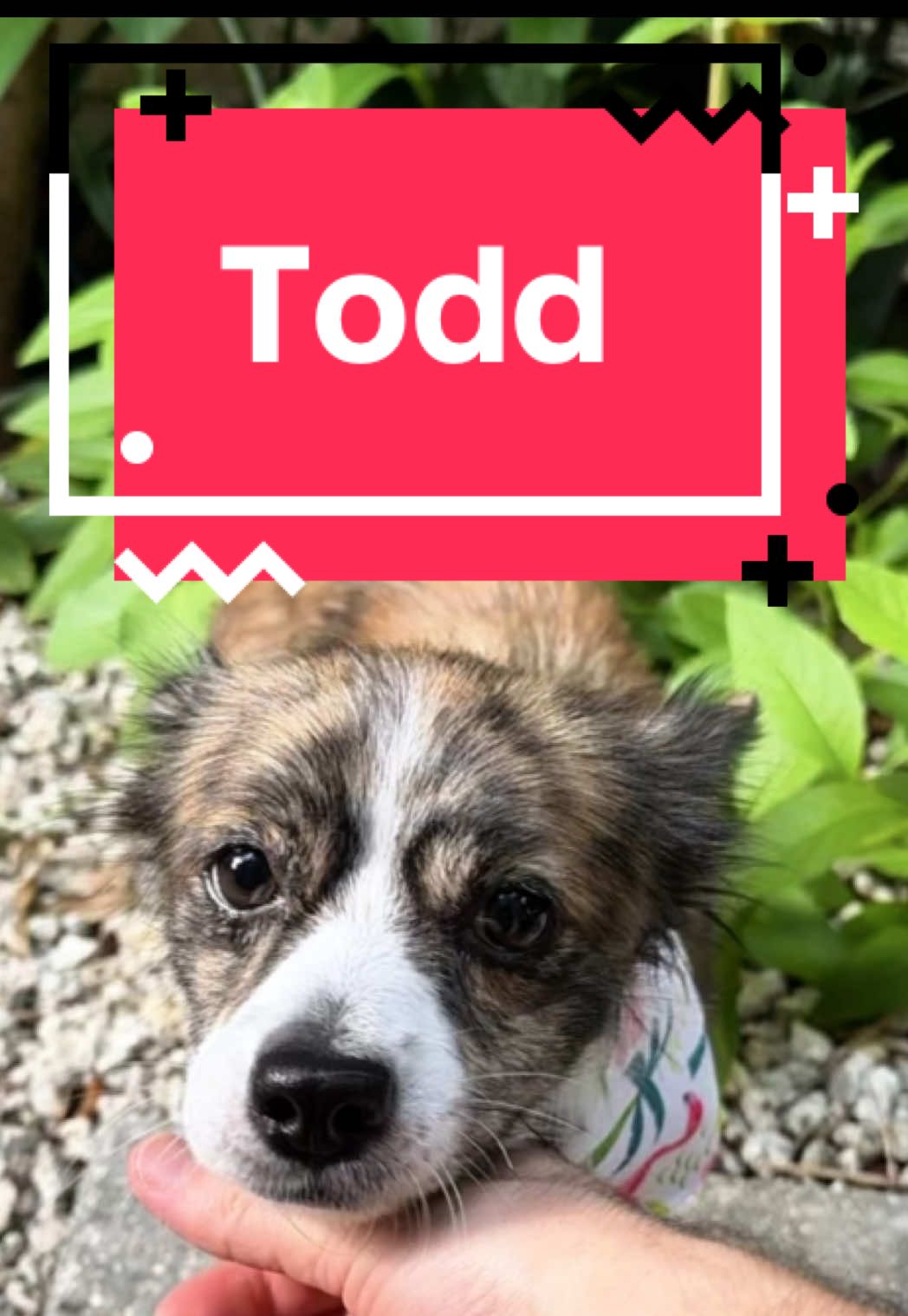 🌴TAMPA, FL- Hey there, I’m Todd!! I’m a 2-year-old long-haired Chihuahua mix (but people say I look like a mini wolf). I’m the most chill little dude you’ll ever meet—no barking, no zoomies, no chewing, no chaos. All I want in life? Snuggles + pets forever. I’m potty trained, crate trained, leash trained, and house trained. I’ll follow you around like your tiny fluffy shadow, but I’m also super happy to nap in my crate or snuggle in bed with you. Toys? Nah. Treats? Not really. The only reward I care about is your love. Commands are still new to me, but I’m trying! My dream home? A small, calm home who just wants a loyal cuddle bug by their side. I don’t need long runs or wild playtime—just soft blankets, gentle pets, and a human to adore. Please, no kids! Will you be my forever cuddle buddy? 🏡 Apply to adopt Todd at: www.mercyfullprojects.org 📧 Email info@mercyfullprojects.org for more info! #adoptme #chihuahuamix #rescue #cute #dogcostume 