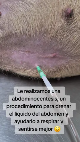 Ascitis en perros 💦🐶 #veterinaria #perros #mascotas #cachorros #pets 