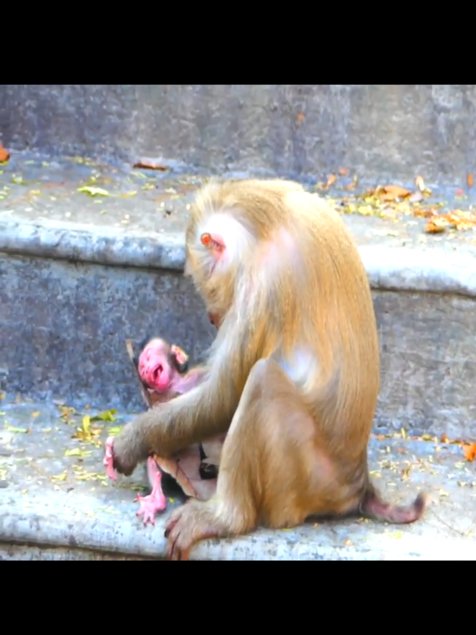 Mother monkey weaning her baby prematurely#🐒#babymonkey #nature #monkey 