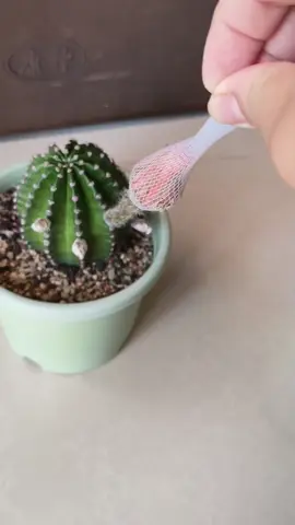 Như 1 sự chờ đợi #trongcay #langcaytaybac #tronghoa #suongrong🌵🌵🌵 #dep 