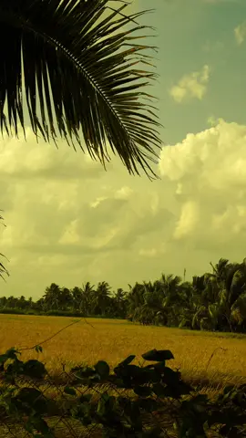 Thật là bình yên #xh #oque #canhqueyenbinh #mientay #yenbinh 