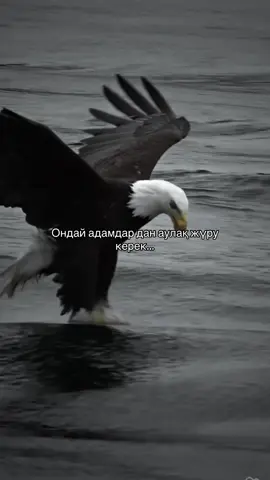#рекомендации #fyp #qazaq #баласы #🐺🦅 