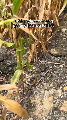 #petanigenz #petanijagung🌽 #petaniindonesia🇮🇩🇮🇩🇮🇩🌿🌿 
