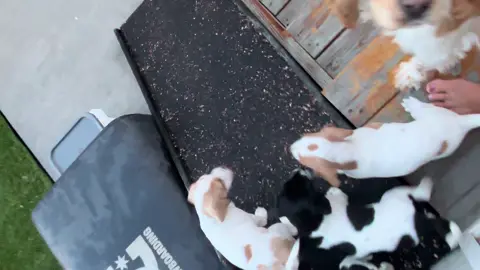 We had an accidental litter last summer.. our cocker spaniel was still so young and had 8 wks until his neuter.. he paid no mind to our female dog for a couple weeks then BAM! A fun experience but SPAY AND NEUTER!!