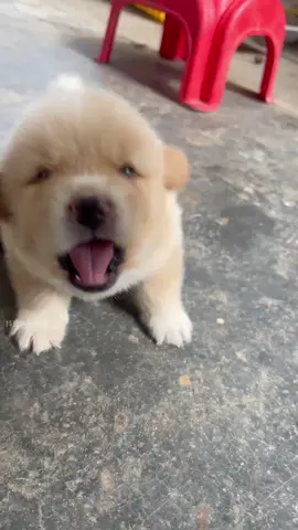 #子犬 #dog #cutedog #foryou #funny 