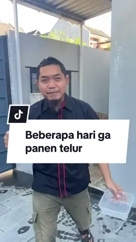 Beberapa hari tidak di panen telurnya hasilnya segini #panentelur #kandangayampetelurrumahan #kandangotomatis  #ayampetelurskalarumahan 