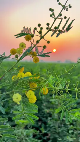 #sohnapind149 #viral #viralvideo #trending #fyp 