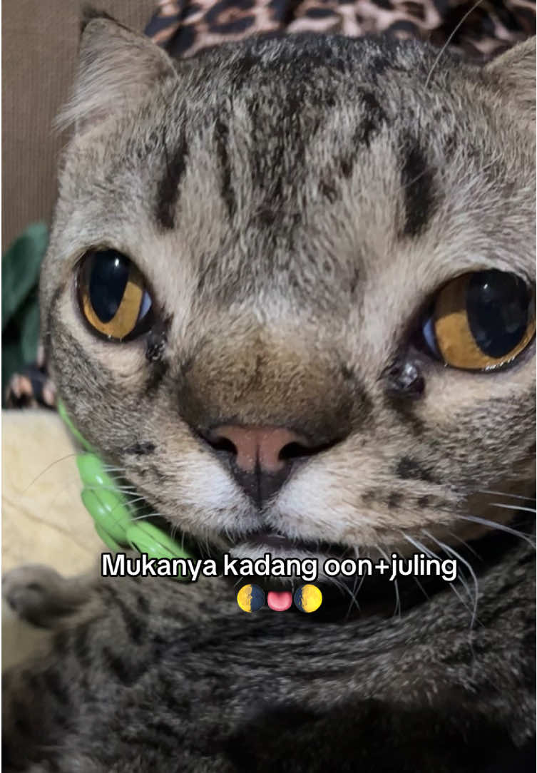 pantes janda pada kabur 🌔👅🌗 #fypシ゚viral #foryourpage #catsoftiktok #kucingtiktok #catlovers #kucinglucu #fypage 