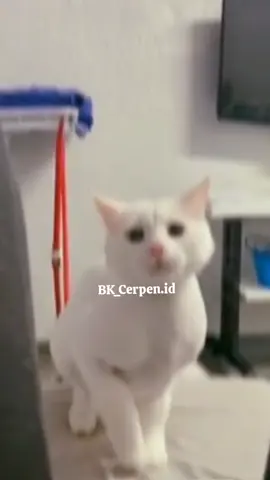 Gasss #kucing #kucingjoget #kucingtiktok #kucinglucuimut 