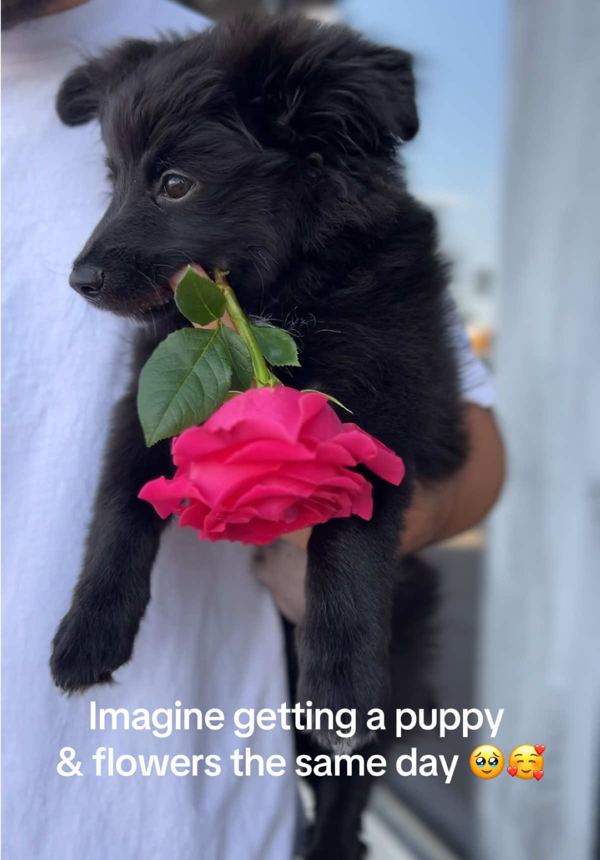 Puppy and flowers? Yesss plss 🥰🐶🐾 #fyp #parati #flowershopphx #phxflowershop #phxflorist 