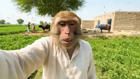 Tag Adnan 😂🤣🤣 #monkeyvideos #foryou #viral #desivlog #fyp 