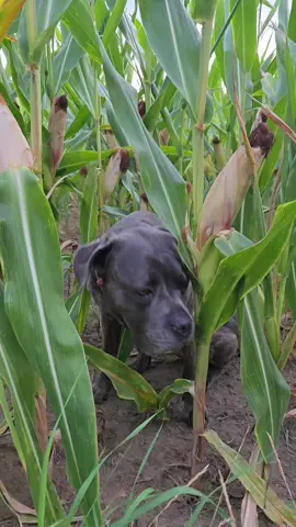 #liebergott #kraft #tippen #canecorso #dogsoftiktok 