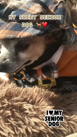 #dog #pet#fy #PetsOfTikTok #onthisday 