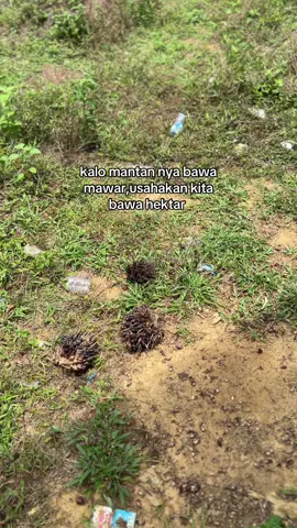 #sawitontiktok 