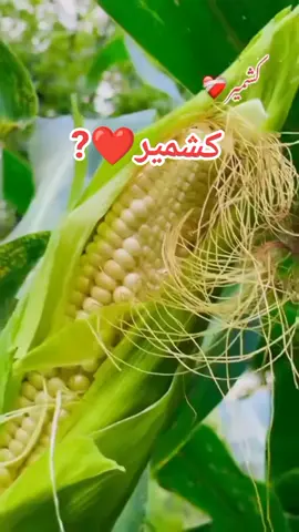 #Esko what do you speak in four language ?? Guess kren c ha🌼🌼 