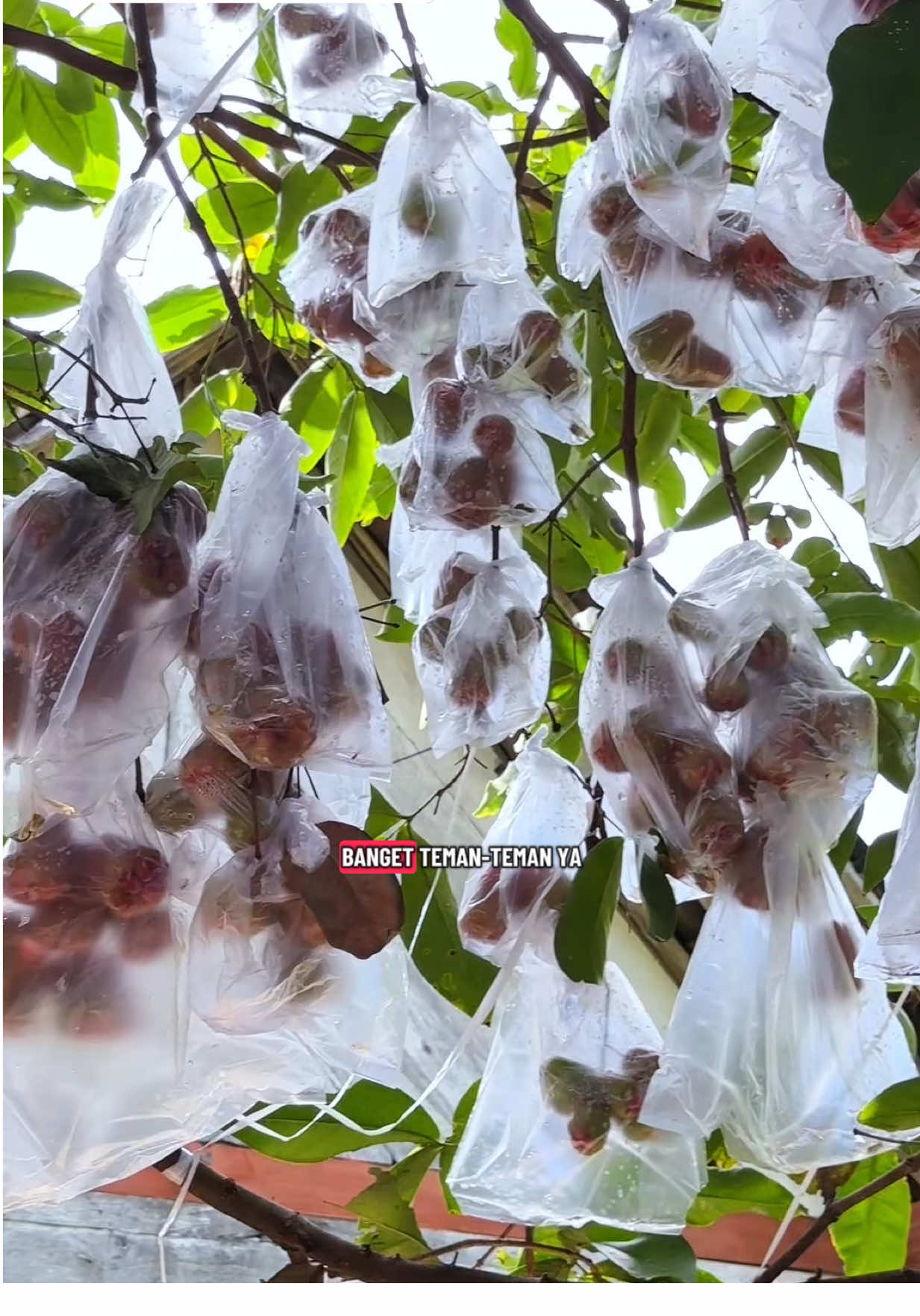 Membalas @ayamaniezt Rekomendasi Pupuk untuk fase pembuahan pohon jambu dan pohon buah lainnya  #pupukbuah #pupukbooster76 #jambucitra #zengarden #tipsberkebun 