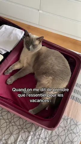 L’essentiel 🫶🏼🥲 #chat #cat #voyage #animauxdecompagnie #vacances 