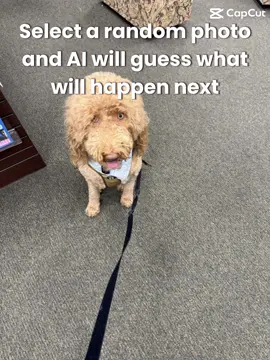 Well now, those are some amazing ears 😂😂😂 #ofithewonderdoodle #aifilter #toofunny #dogsoftiktok 
