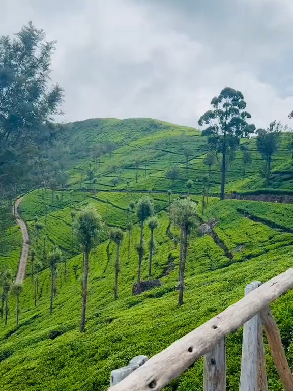 🍃🌄 Lipton’s Seat – A View Worth the Climb Stand where Sir Thomas Lipton once watched over his tea empire — at the breathtaking Lipton’s Seat in Haputale. Surrounded by endless tea plantations, rolling hills, and a horizon that stretches for miles, this viewpoint is pure highland magic! 🍵✨ Sip a cup of Ceylon tea and enjoy the unforgettable views with Pearl Trips Lanka 🇱🇰 📞 WhatsApp: 🇮🇹 +39 334 348 1106 🇱🇰 +94 76 171 5674 | +94 77 125 4262 📧 info@pearltrips.lk 🌐 pearltrips.lk  | pearltripslanka.com #liptonsseat #pearltripslanka #teacountrysrilanka #HighlandViews #haputale #ceylonteatrails #exploresrilanka #ScenicSriLanka #HillCountryEscape #TeaPlantationViews