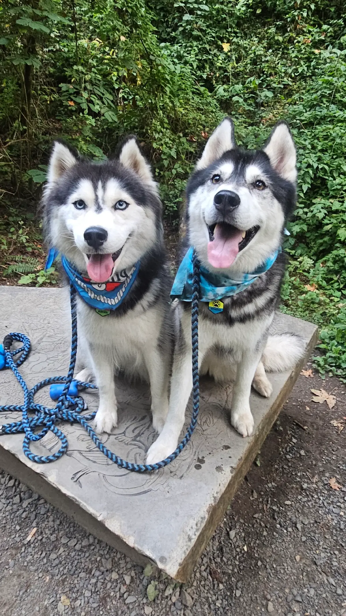 These 2 had the best hike this weekend! Just look at those happy faces!! 😁 #huskiesoftiktok #huskylove #petlovers #siberianhusky #huskylife 