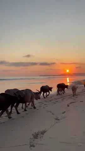 Sunset di pantai Lamboya #fypシ゚viral #fyp 