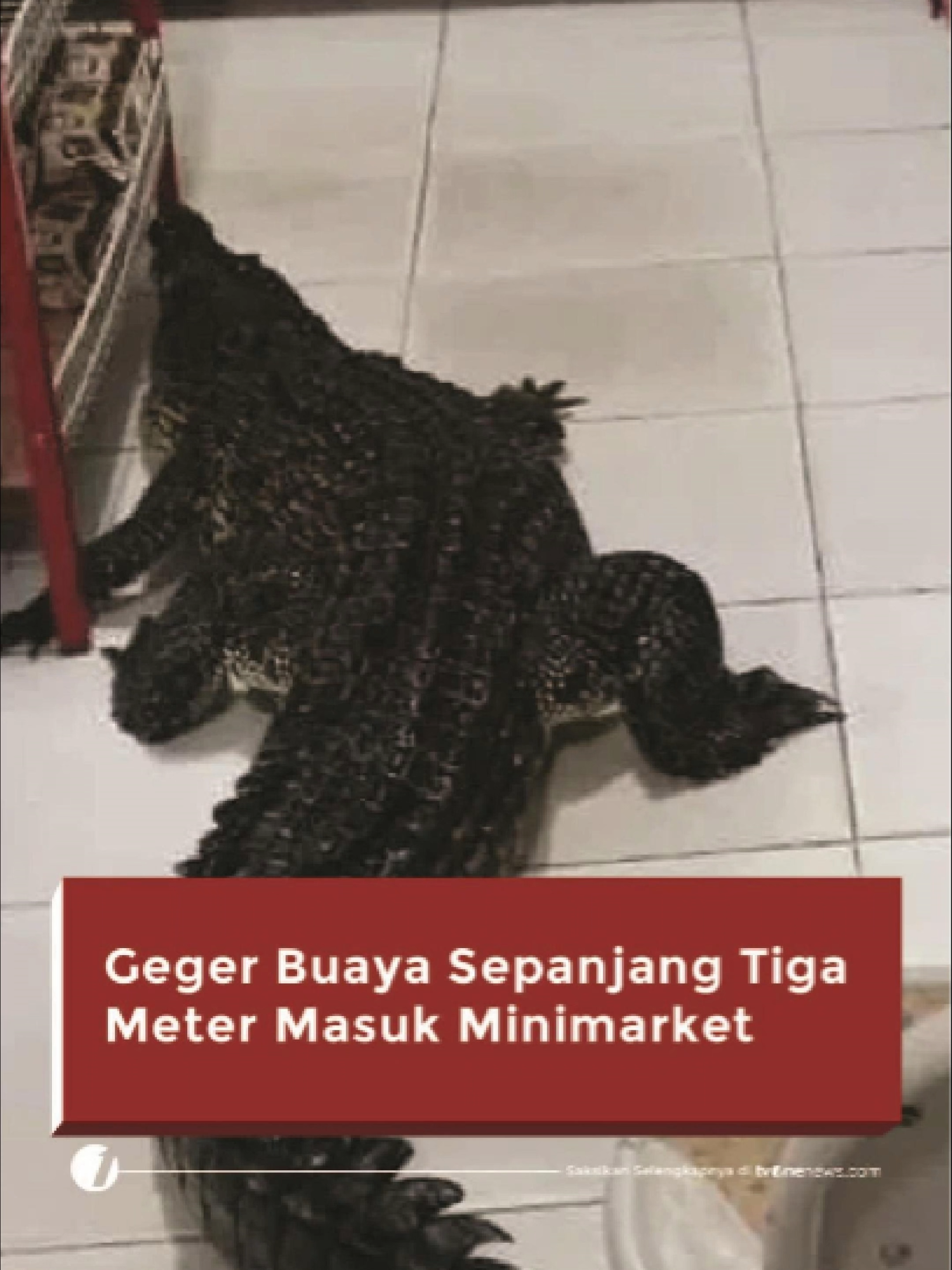 Peristiwa mengejutkan terjadi di Pulau Taliabu, Maluku Utara, saat seekor buaya berukuran besar ditemukan masuk ke dalam sebuah minimarket.  Insiden pada Minggu (17/8) malam ini diduga dipicu oleh hujan deras yang meningkatkan debit air rawa, memaksa buaya keluar dari habitatnya yang hanya berjarak 20-30 meter dari lokasi.  Petugas pemadam kebakaran dipanggil untuk mengevakuasi buaya tersebut, yang sempat menjadi tontonan warga. Simak berita selengkapnya hanya di https://tinyurl.com/5mbnpss6  #HardNews_Viral #FlashOne #CariBeritaditvOne #Minimarket #Buaya #PulauTaliabu #MalukuUtara #FO02