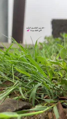 .. 🤍🤍📬🌱 - الله يَزيد التفاصيل الحُلوه         اللي تلطِف يومنا 💕.#خواطر_من_القلب #الطبيعة 