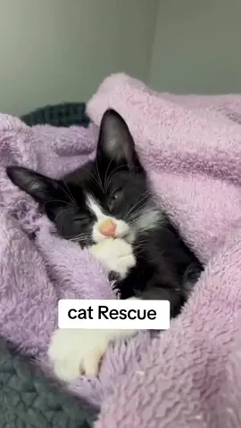 cats Rescue  Today we have one more beautiful news to share with you!! Other than looking much better, our little girl has started to clean herself🥰 When a cat starts to feel better, one of the first things it does is return to its basic habits, and cleaning up is one of the main ones. But those who understand cats well know that this goes far beyond hygiene. It's a sign that they are feeling safe, comfortable, and returning to their natural instincts! Hope woke up from a coma 3 days ago, but only now her body and mind seem to really be reconnecting. And for us, today's scene was one of the greatest achievements so far🥰 #catoftheday #catsoftiktok #catlove #cats #catsofworld 