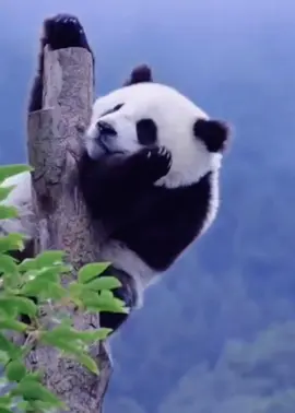 #panda #pandachina #cuteanimalsoftiktok #funnytiktoksvideo #pandababy 
