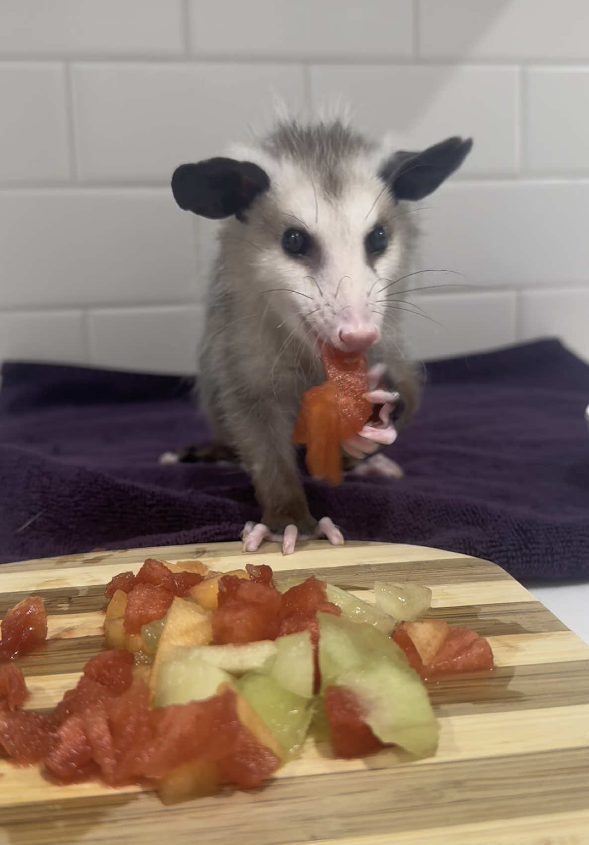 Fruit salad 🍒🍓🍇🍎🍉 #jamesontheopossum #opossumsoftiktok #opossumlove #PetsOfTikTok #petsoftiktok #animalsoftiktok #opossumtok #animallover #animalrescue #petlover #opossums #animalasmr #asmr #asmropossum #asmrtiktoks #asmrsounds #fuit #fruitsalad 
